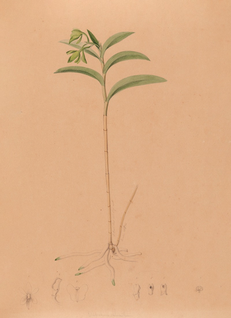 Iconographie des orchidées du Brésil Pl.17 — João Barbosa Rodrigues