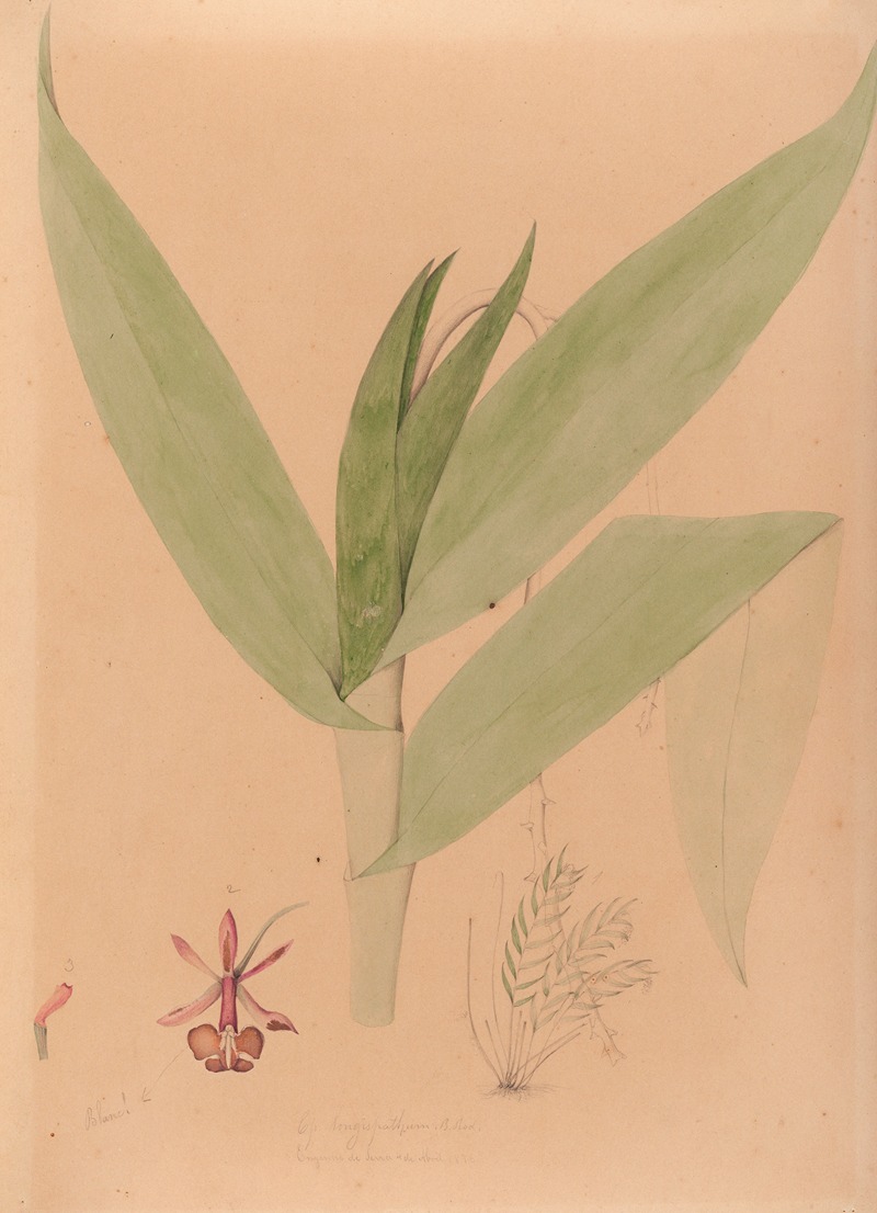 Iconographie des orchidées du Brésil Pl.20 — João Barbosa Rodrigues