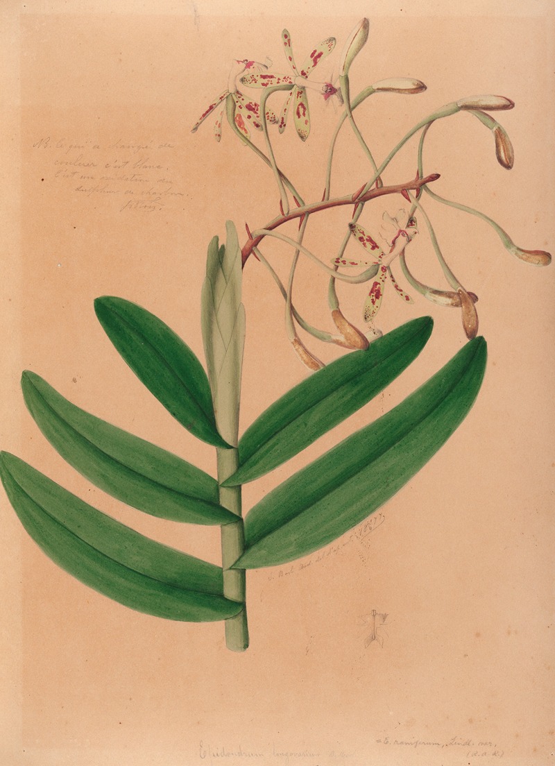 Iconographie des orchidées du Brésil Pl.21 — João Barbosa Rodrigues