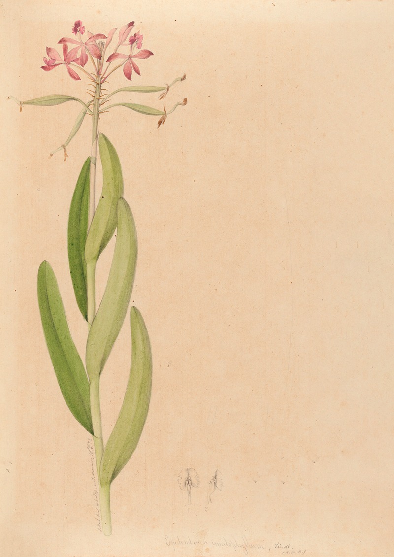 Iconographie des orchidées du Brésil Pl.27 — João Barbosa Rodrigues