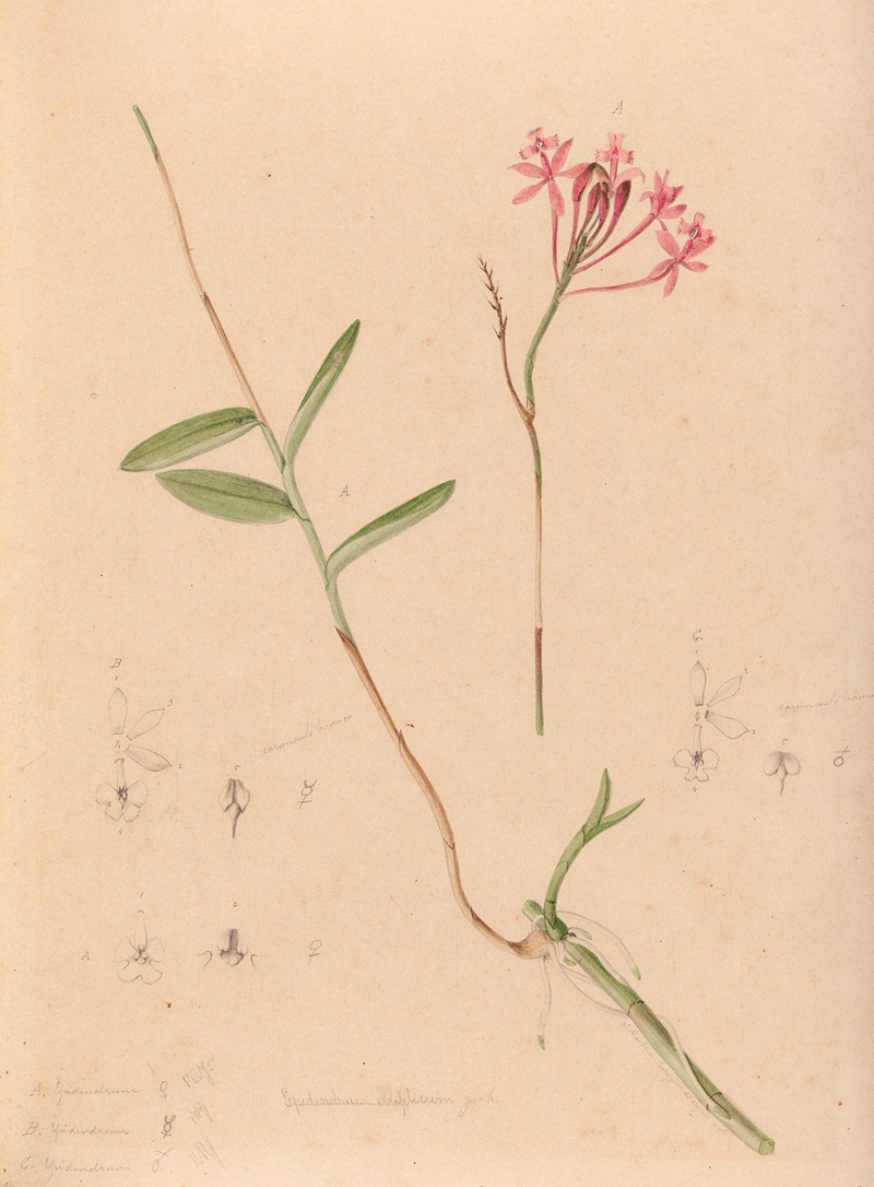 Iconographie des orchidées du Brésil Pl.28 — João Barbosa Rodrigues