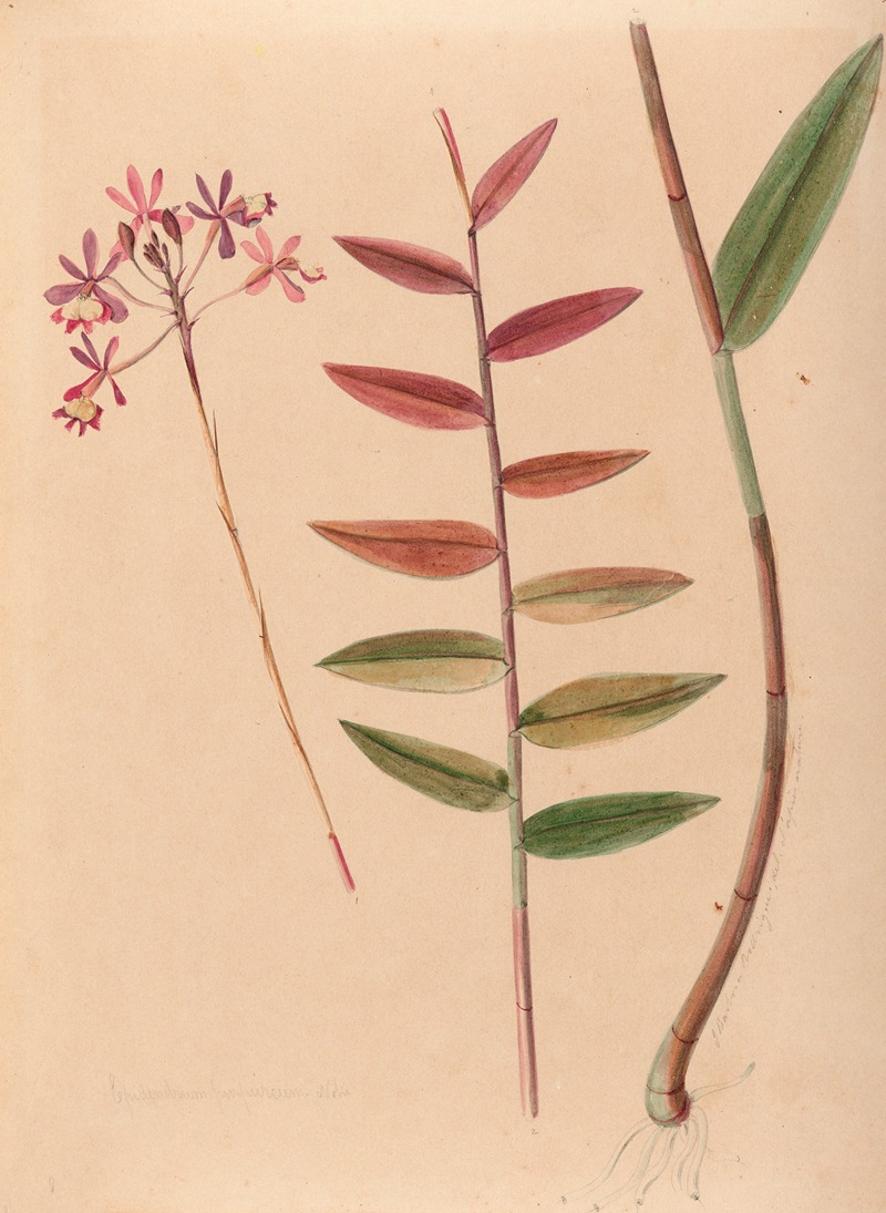 Iconographie des orchidées du Brésil Pl.30 — João Barbosa Rodrigues