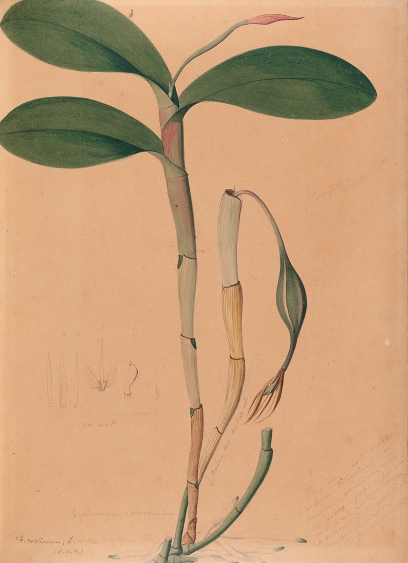 Iconographie des orchidées du Brésil Pl.31 — João Barbosa Rodrigues
