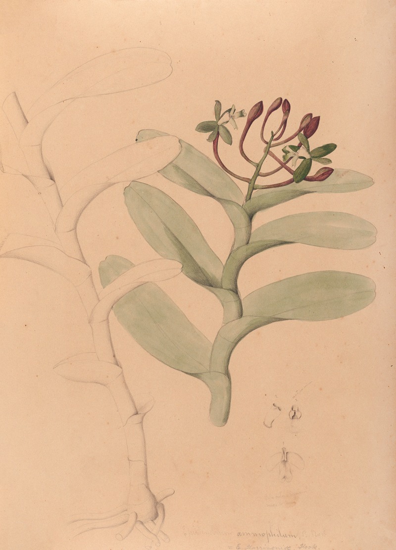 Iconographie des orchidées du Brésil Pl.32 — João Barbosa Rodrigues