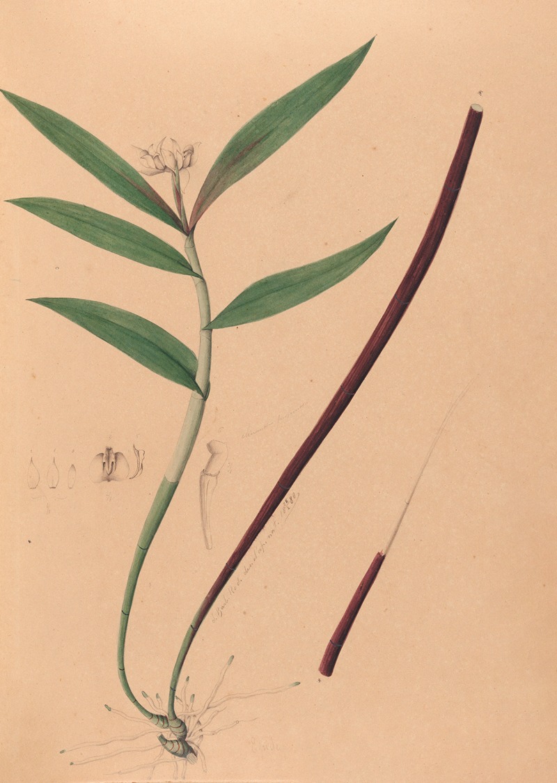 Iconographie des orchidées du Brésil Pl.36 — João Barbosa Rodrigues