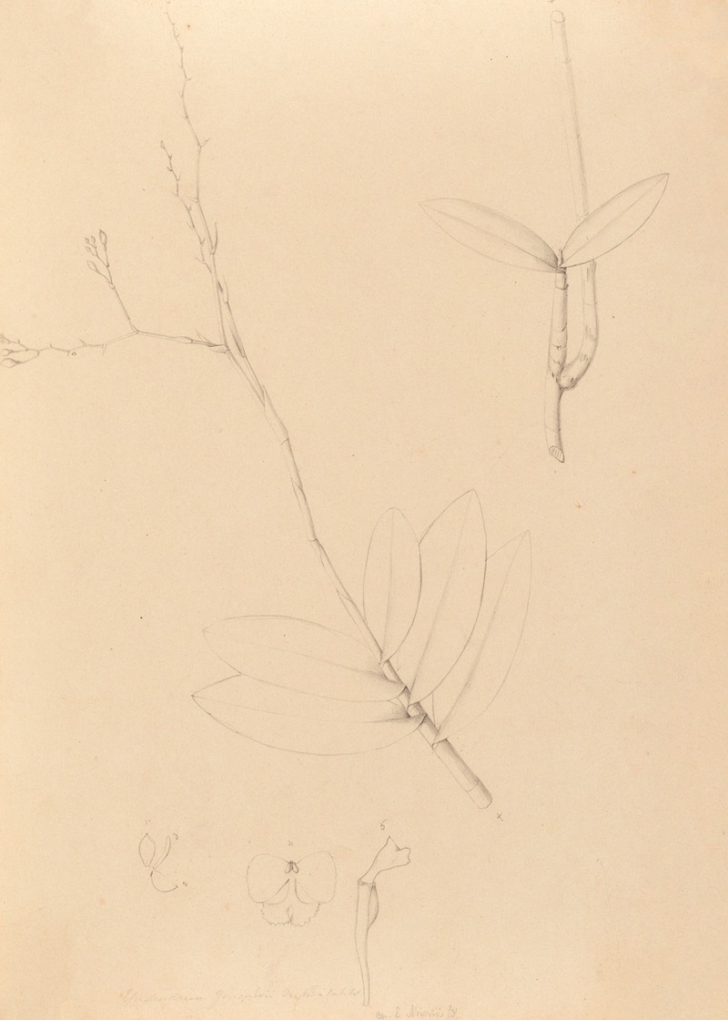 Iconographie des orchidées du Brésil Pl.40 — João Barbosa Rodrigues