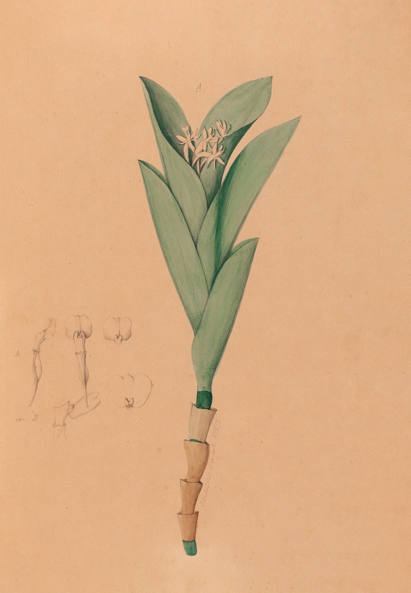 Iconographie des orchidées du Brésil Pl.44 — João Barbosa Rodrigues
