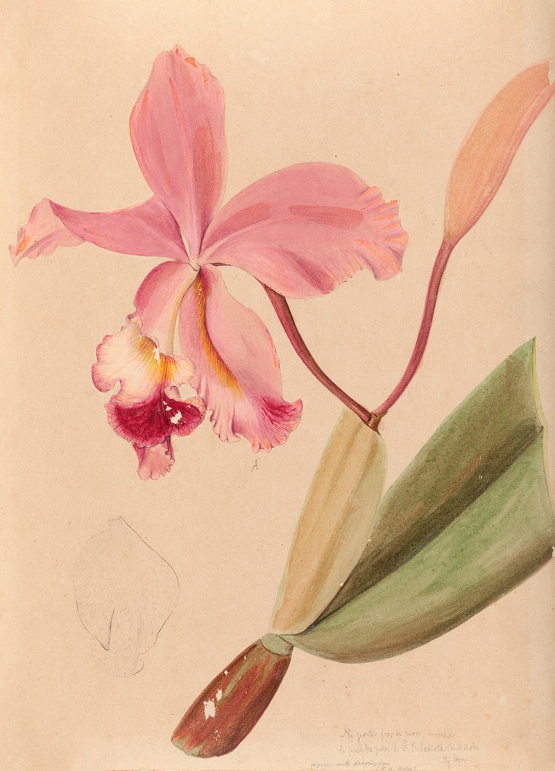 Iconographie des orchidées du Brésil Pl.48 — João Barbosa Rodrigues