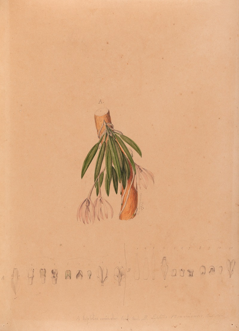 Iconographie des orchidées du Brésil Pl.50 — João Barbosa Rodrigues