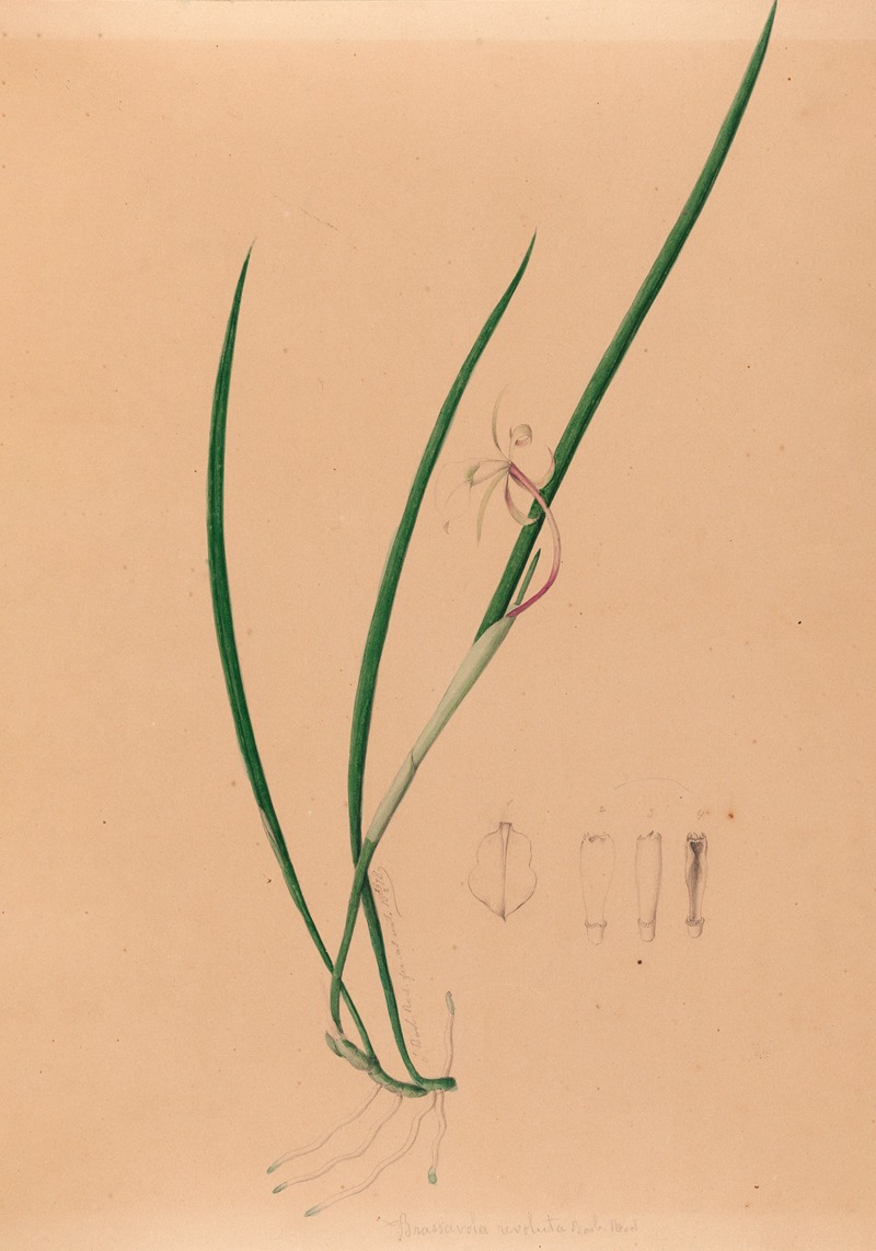 Iconographie des orchidées du Brésil Pl.52 — João Barbosa Rodrigues