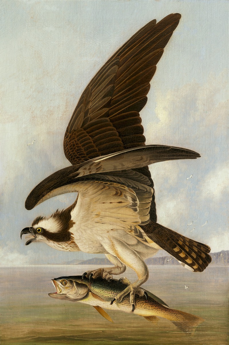 Osprey and Weakfish by John James Audubon, 1829 — digital art print download