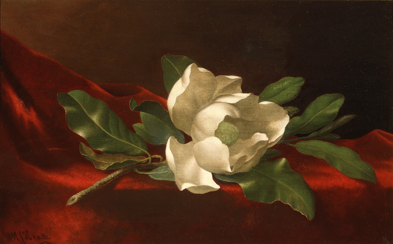 Magnolia by Martin Johnson Heade — digital art print download