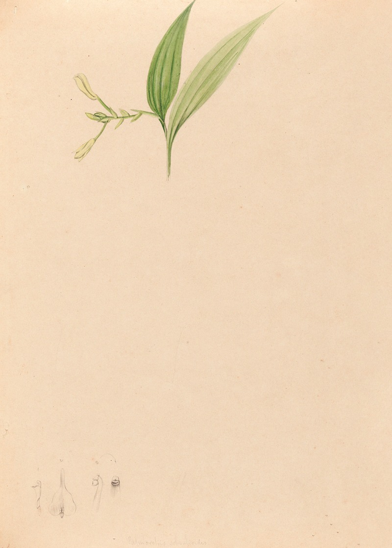 Iconographie des orchidées du Brésil Pl.59 — João Barbosa Rodrigues