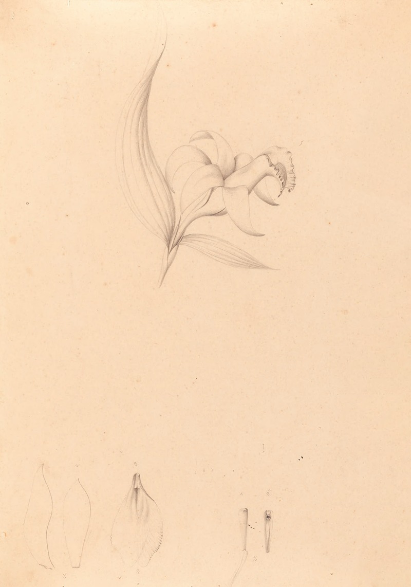 Iconographie des orchidées du Brésil Pl.60 — João Barbosa Rodrigues