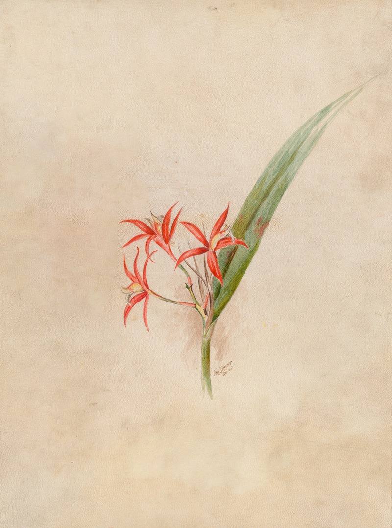 Iconographie des orchidées du Brésil Pl.61 — João Barbosa Rodrigues