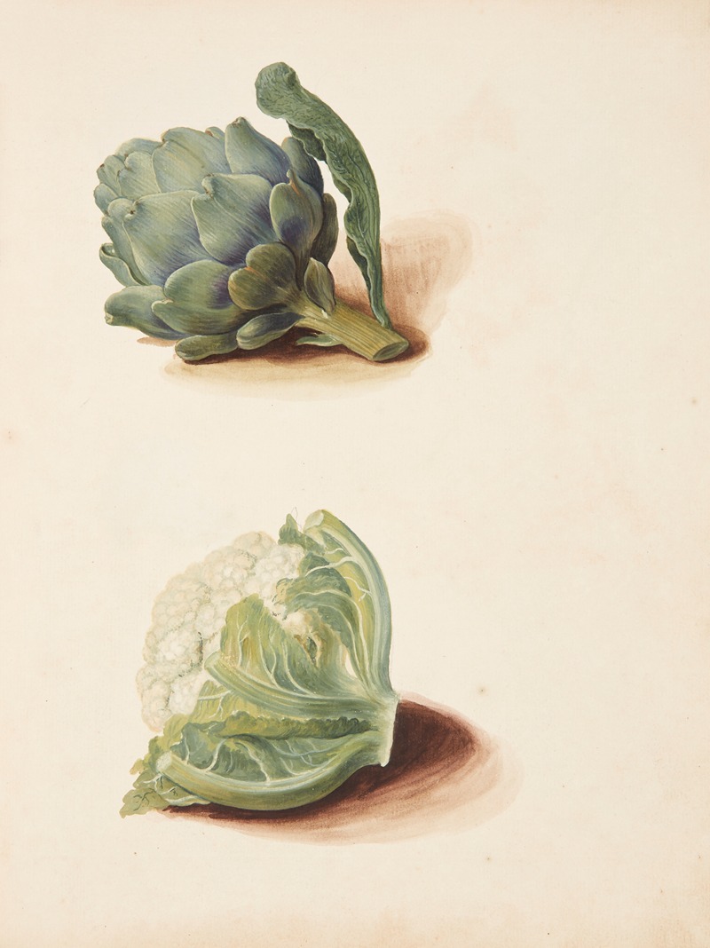 Studie af artiskok og blomkålshoved by Johanna Fosie, 1751 — digital art print download