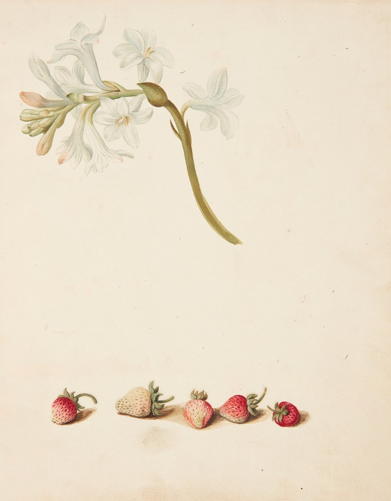 Studie af blomst og jordbær by Johanna Fosie, 1749 — digital art print download