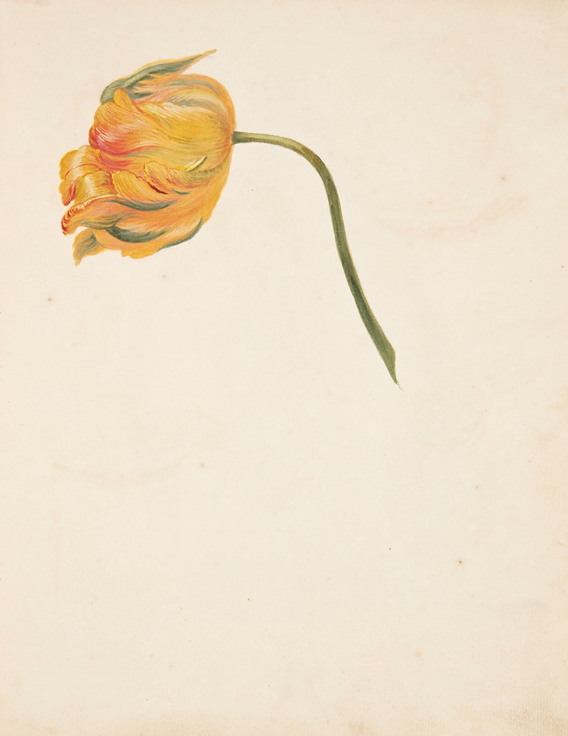 Studie af gul tulipan by Johanna Fosie, 1753 — digital art print download