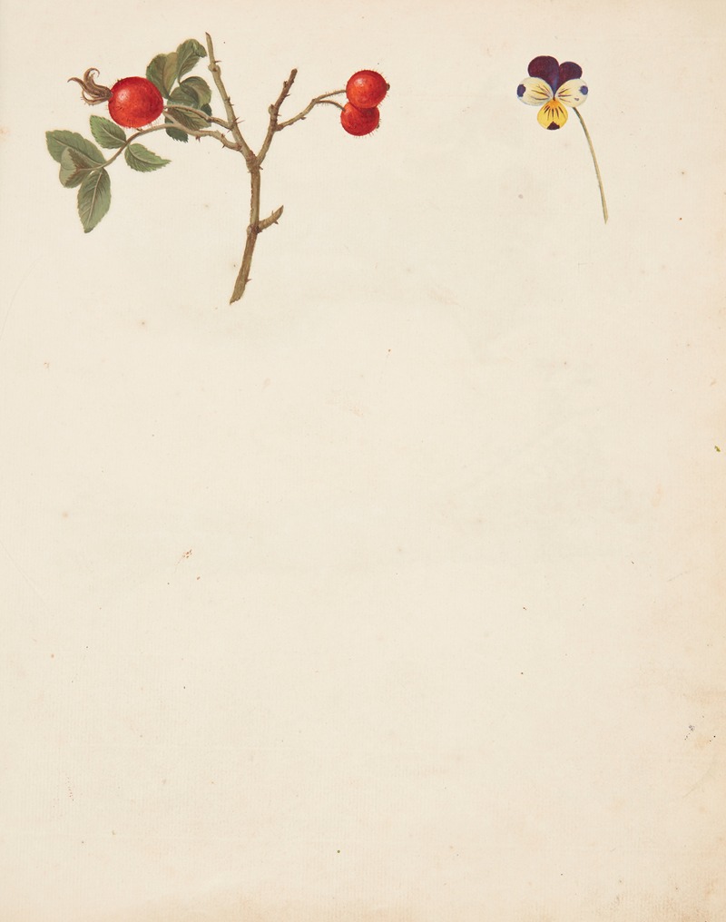 Studie af hyben og stedmoderblomst by Johanna Fosie, 1750 — digital art print download