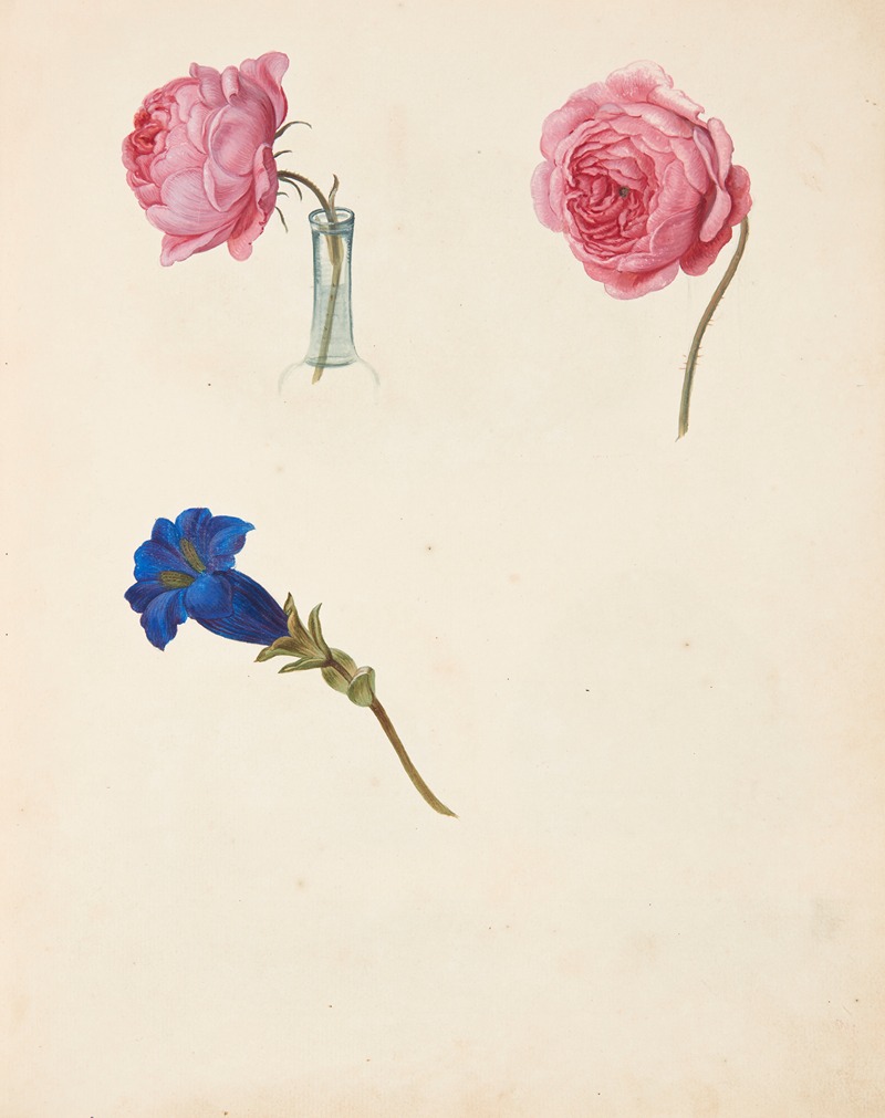 Studie af lyserød rose og blå blomst by Johanna Fosie, 1751 — digital art print download