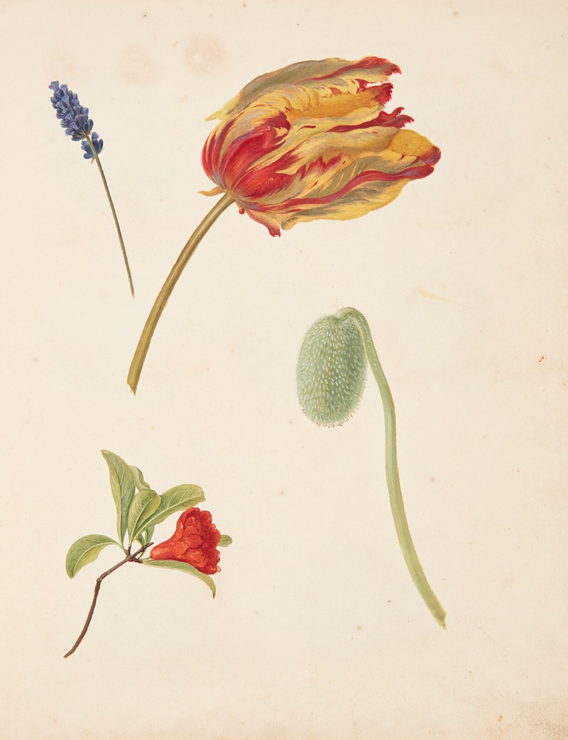 Studie af tulipan og andre blomster by Johanna Fosie, 1750 — digital art print download