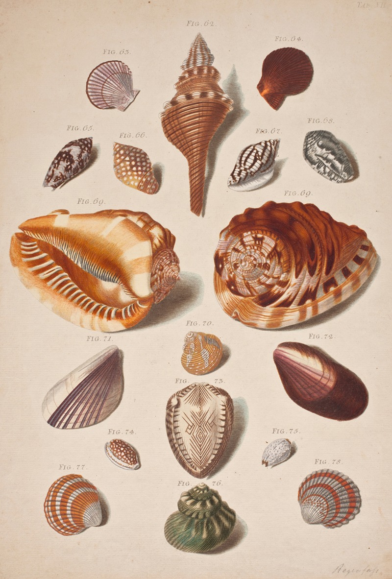 Illustrationsplanche Med Konkylier by Franz Michael Regenfus, 1757 – 1758 — digital art print download