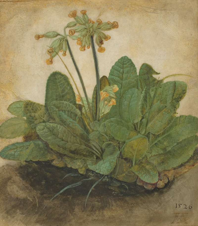 Tuft of Cowslips by Альбрехт Дюрер — digital art print download
