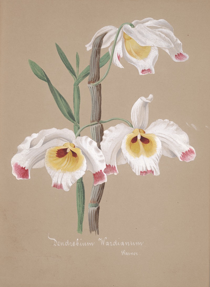 Collection d'orchidées Pl.01 by Аноним — digital art print download