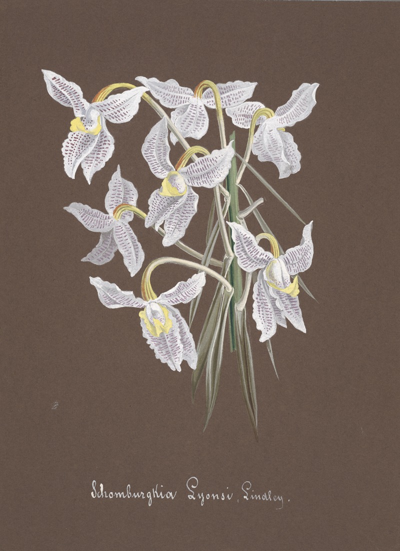 Collection d'orchidées Pl.03 by Аноним — digital art print download