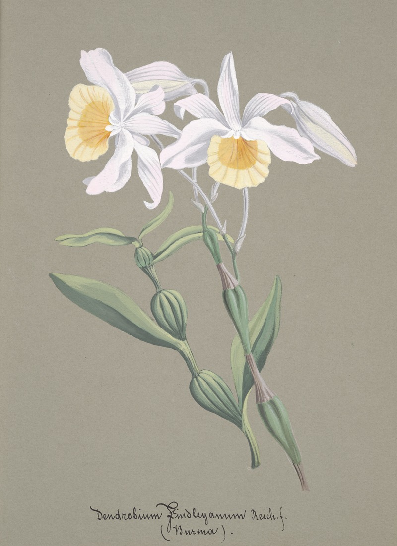 Collection d'orchidées Pl.04 by Anonymous — digital art print download