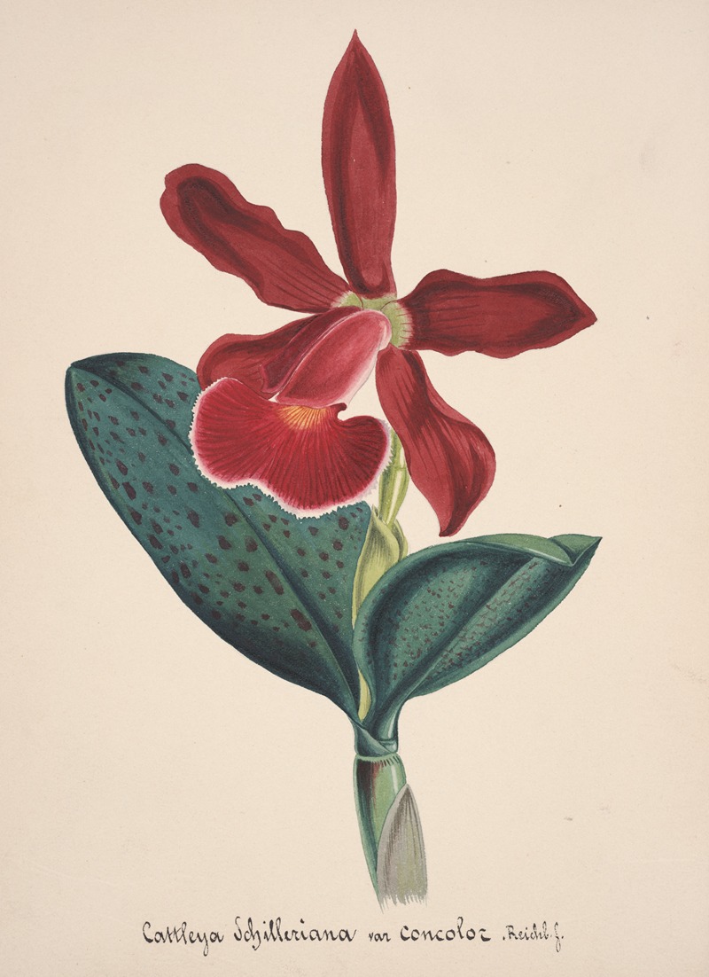 Collection d'orchidées Pl.05 by Anonymous — digital art print download
