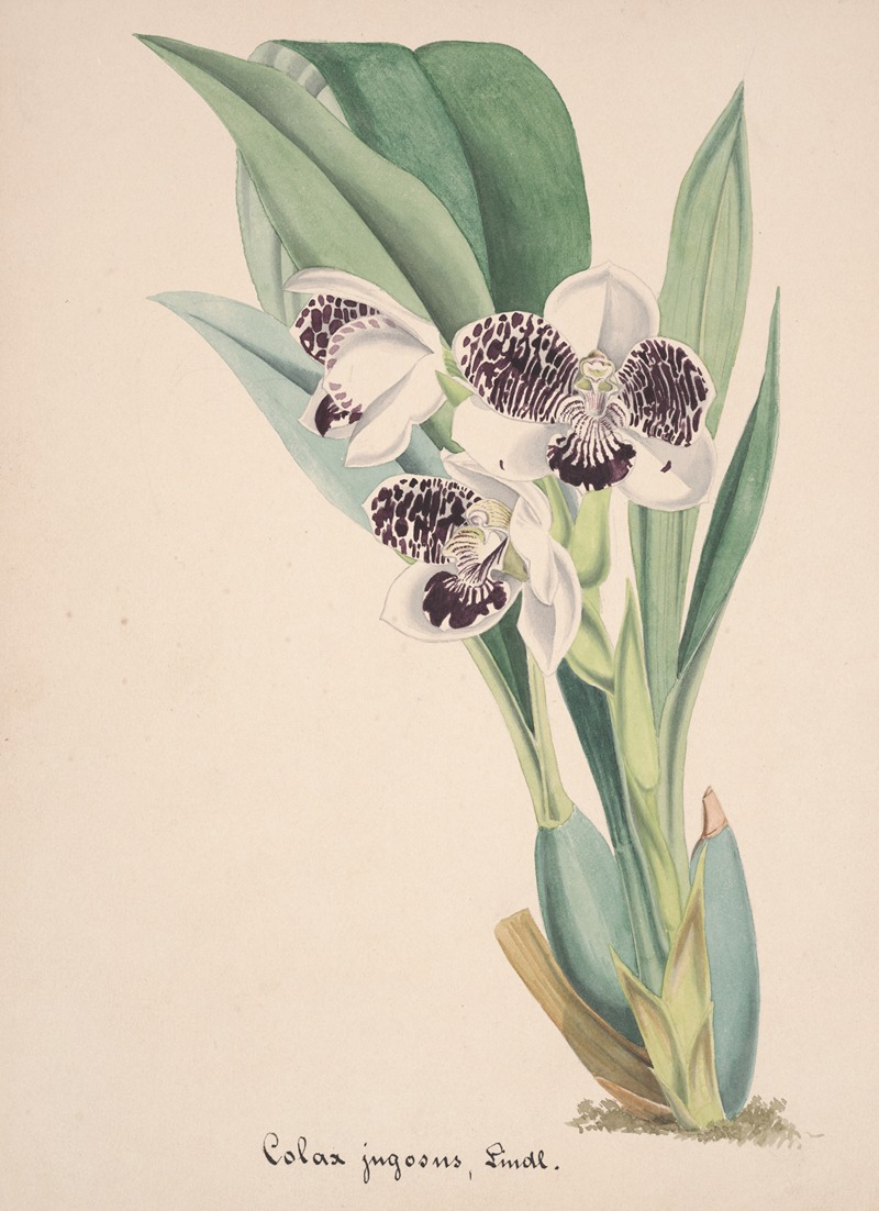Collection d'orchidées Pl.06 by Anonymous — digital art print download