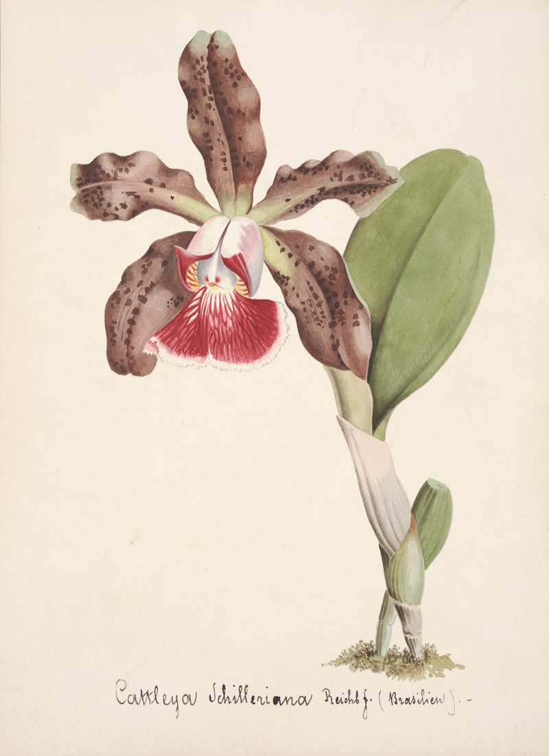 Collection d'orchidées Pl.07 by Anonymous — digital art print download