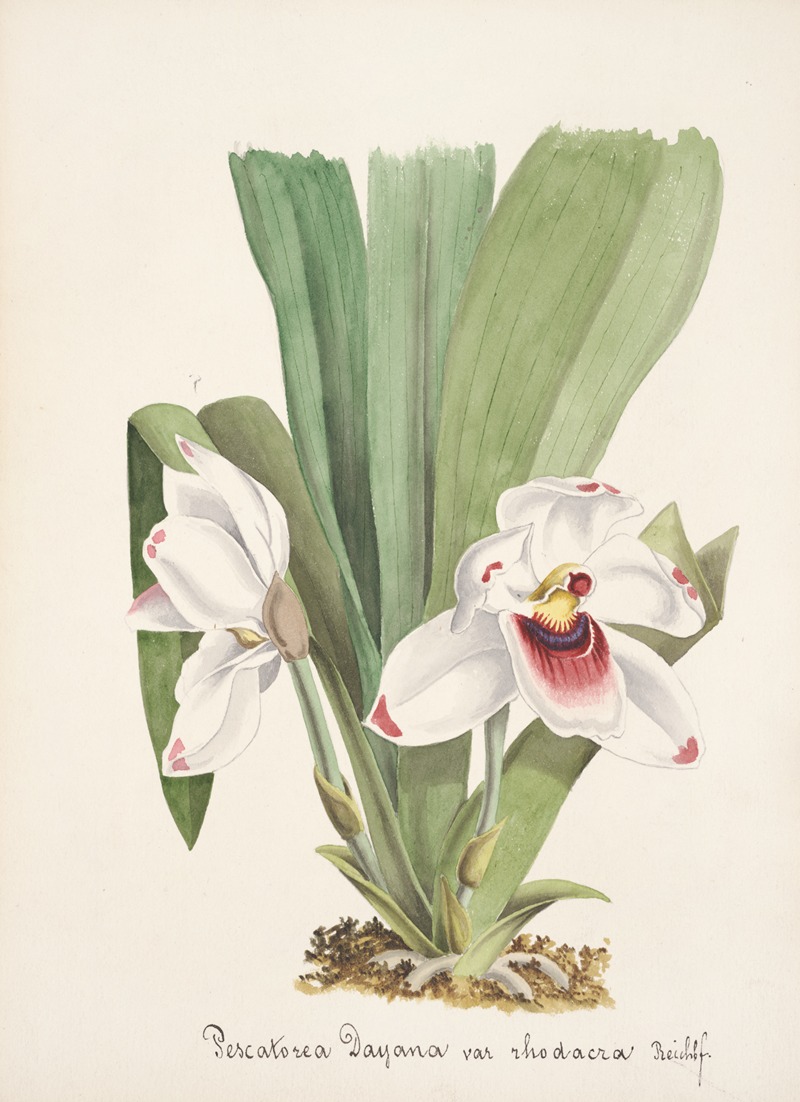 Collection d'orchidées Pl.08 by Anonymous — digital art print download