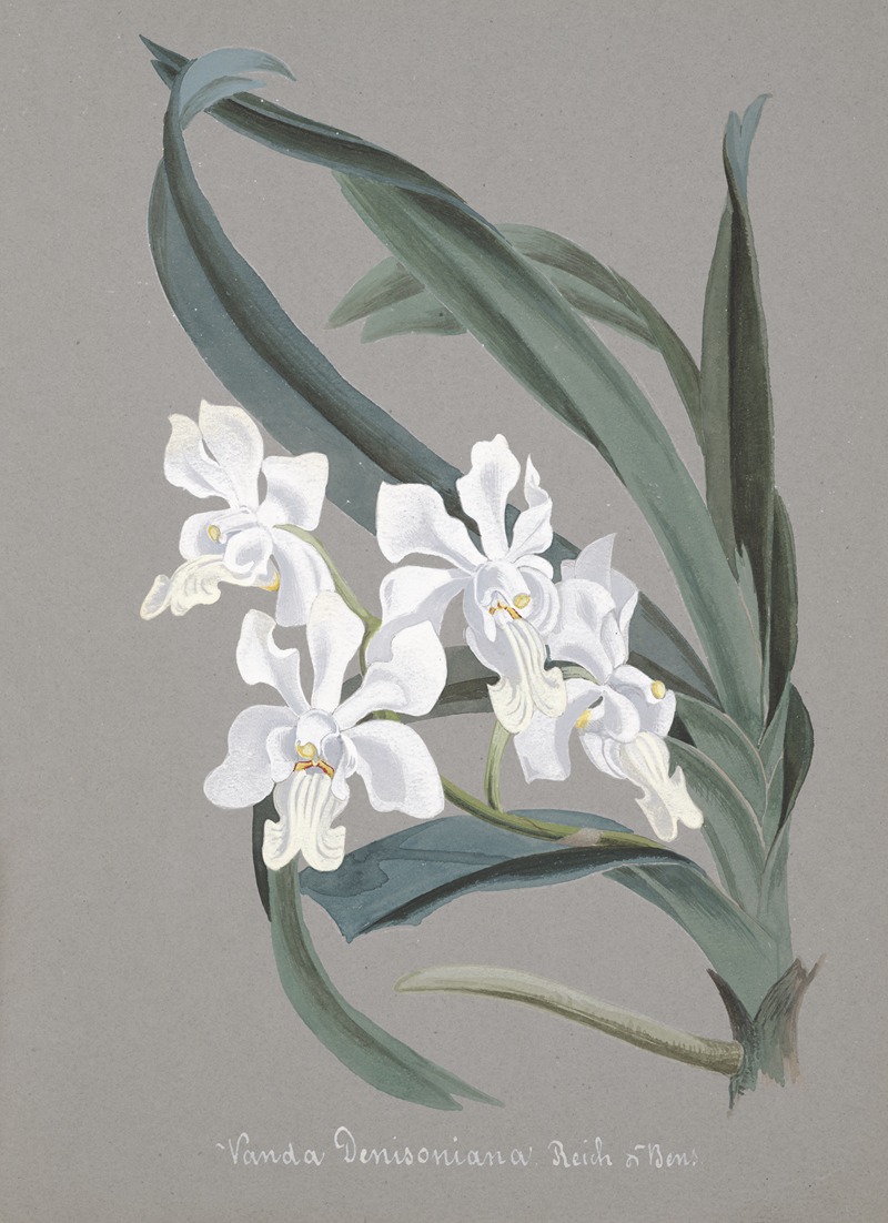 Collection d'orchidées Pl.10 by Anonymous — digital art print download