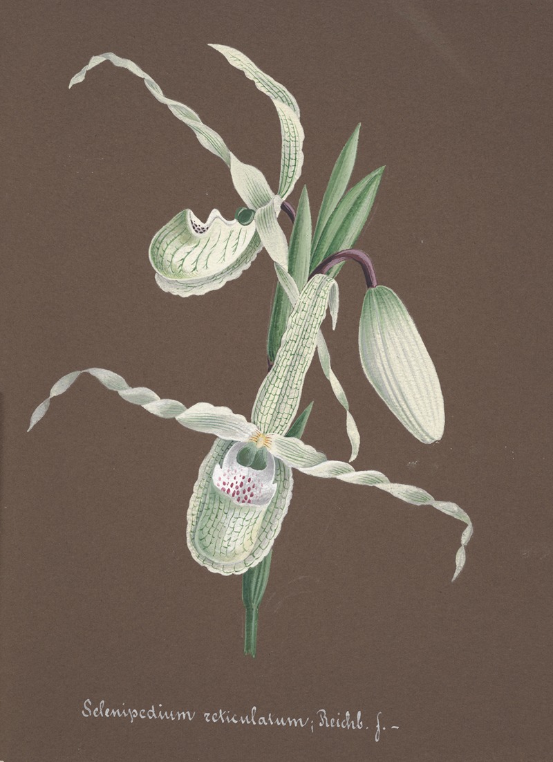 Collection d'orchidées Pl.11 by Аноним — digital art print download