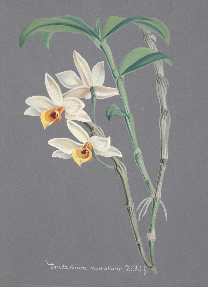 Collection d'orchidées Pl.12 by Anonymous — digital art print download