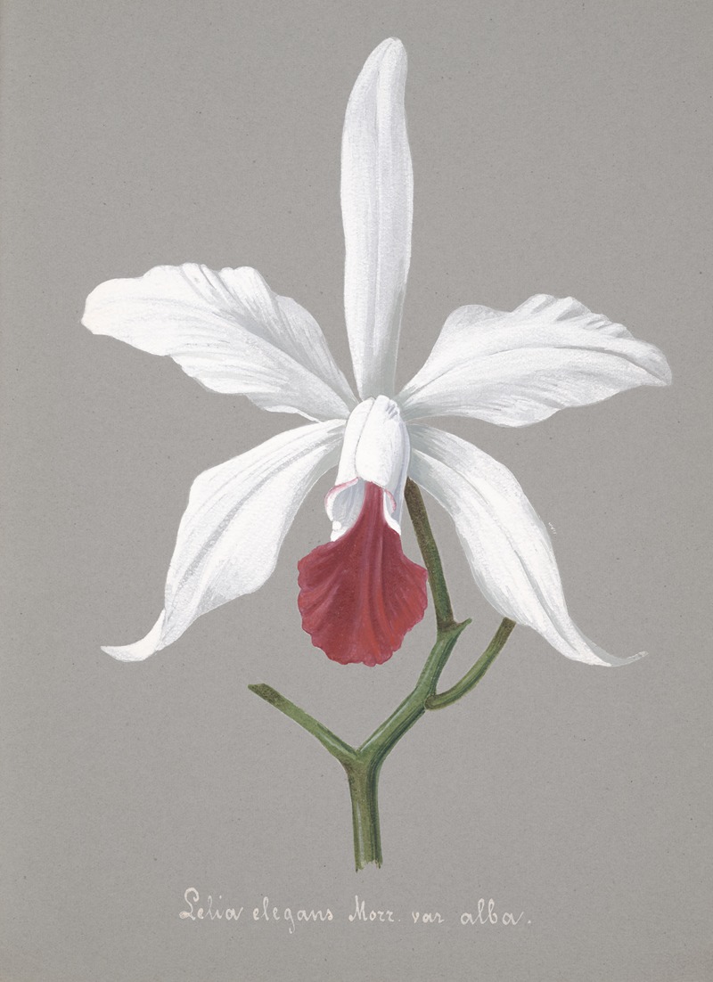 Collection d'orchidées Pl.13 by Аноним — digital art print download