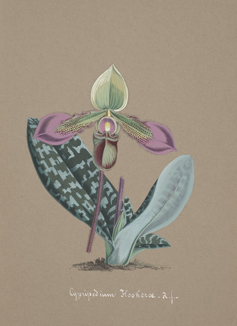 Collection d'orchidées Pl.14 by Аноним — digital art print download