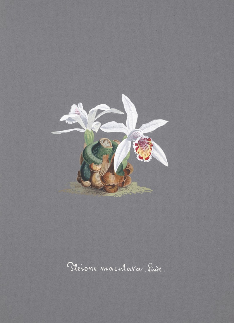 Collection d'orchidées Pl.15 by Anonymous — digital art print download