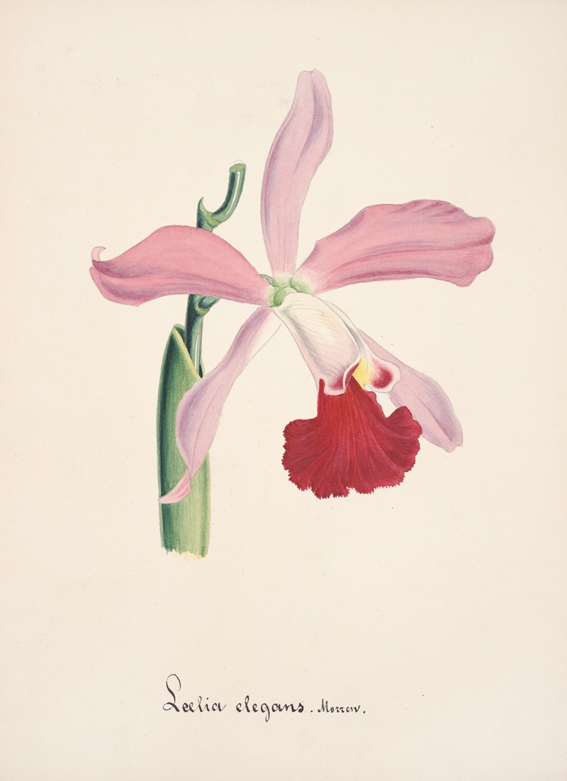 Collection d'orchidées Pl.16 by Anonymous — digital art print download