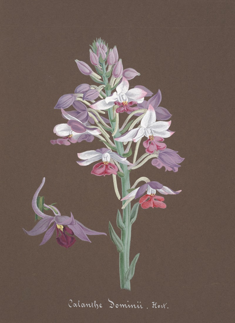Collection d'orchidées Pl.17 by Anonymous — digital art print download