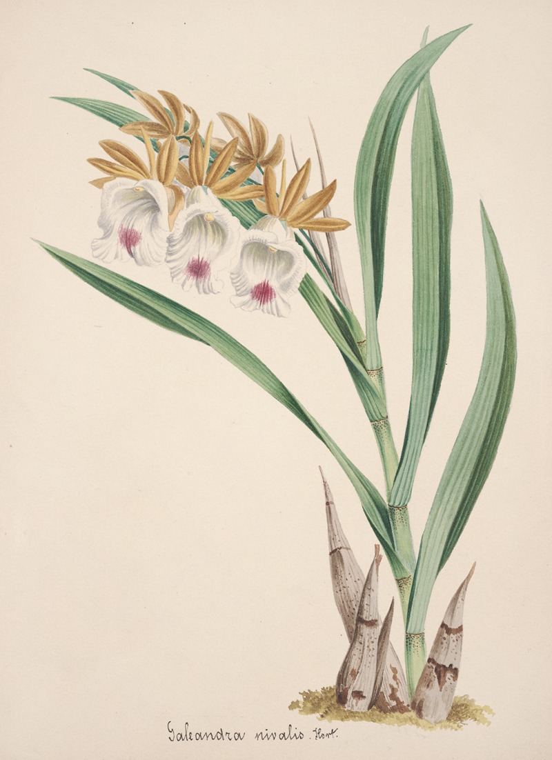 Collection d'orchidées Pl.18 by Anonymous — digital art print download