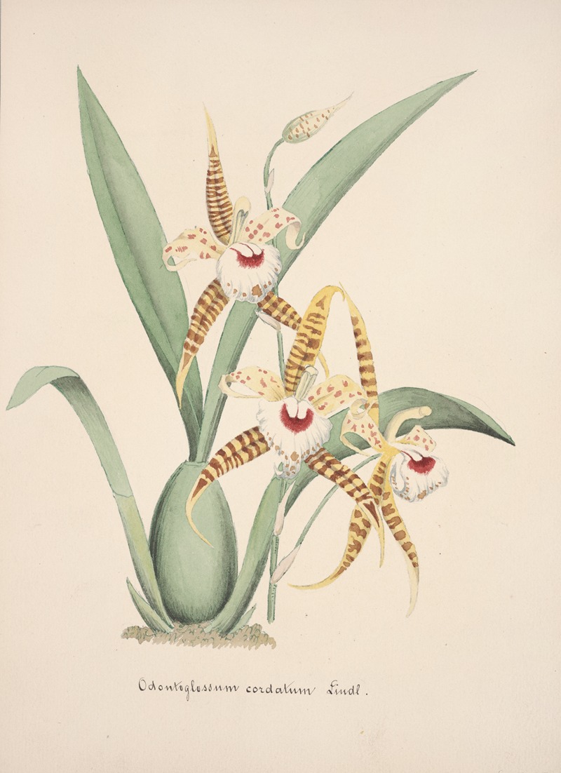 Collection d'orchidées Pl.19 by Anonymous — digital art print download