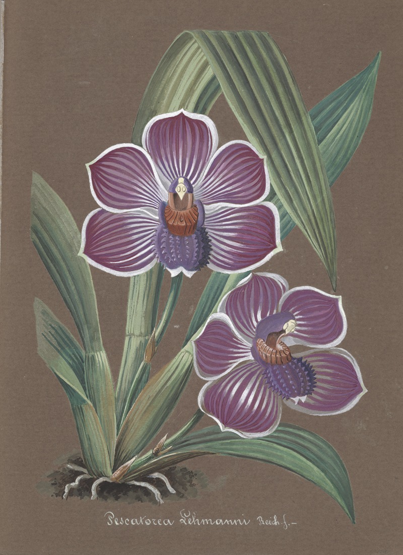 Collection d'orchidées Pl.20 by Anonymous — digital art print download