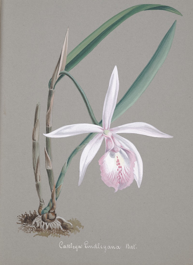 Collection d'orchidées Pl.21 by Аноним — digital art print download