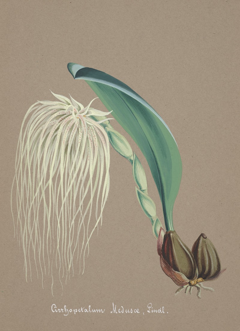 Collection d'orchidées Pl.23 by Аноним — digital art print download