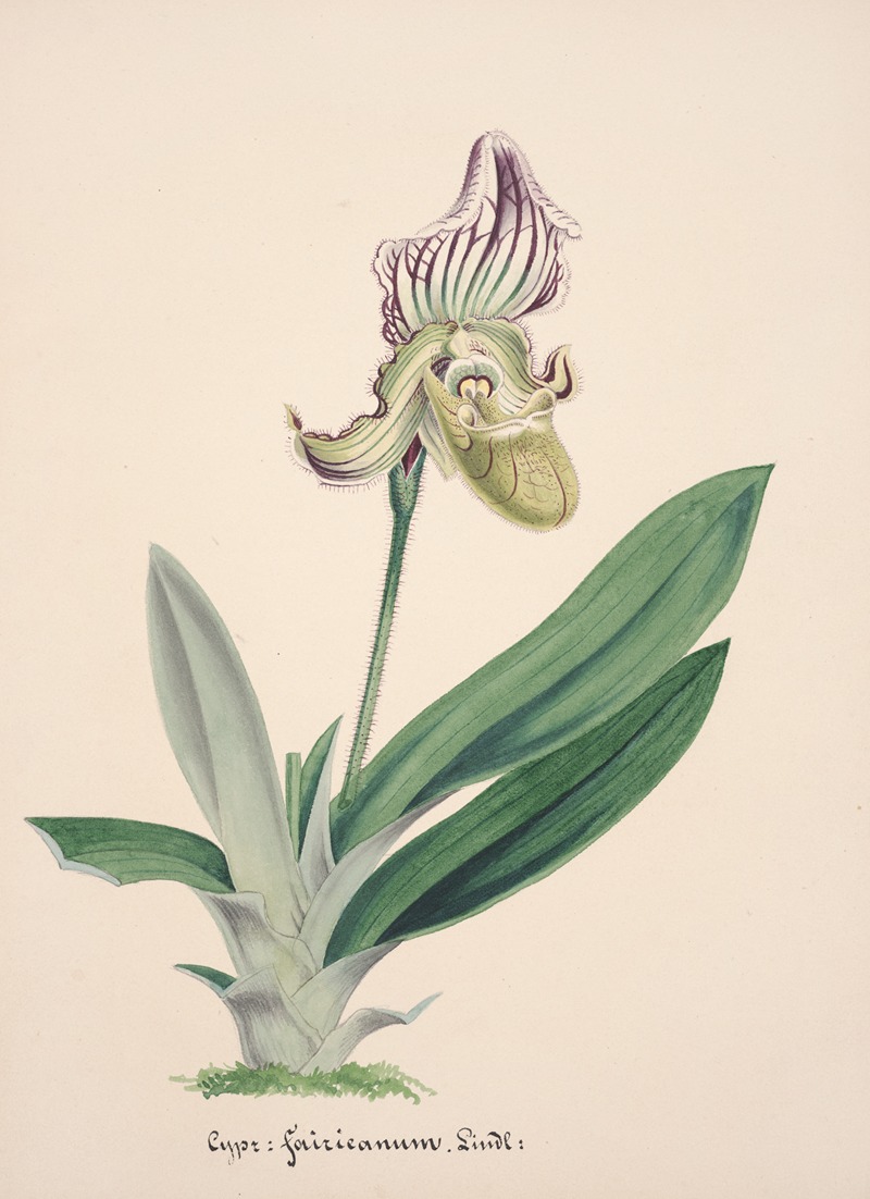 Collection d'orchidées Pl.24 by Anonymous — digital art print download
