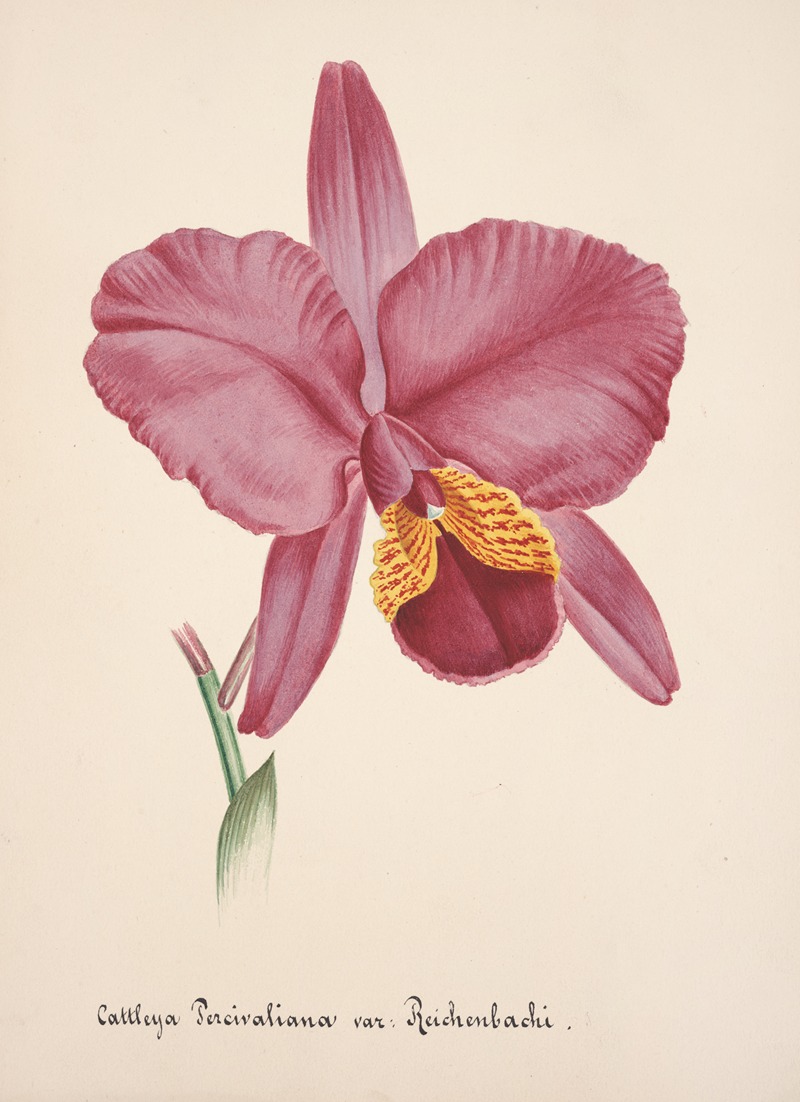 Collection d'orchidées Pl.25 by Anonymous — digital art print download