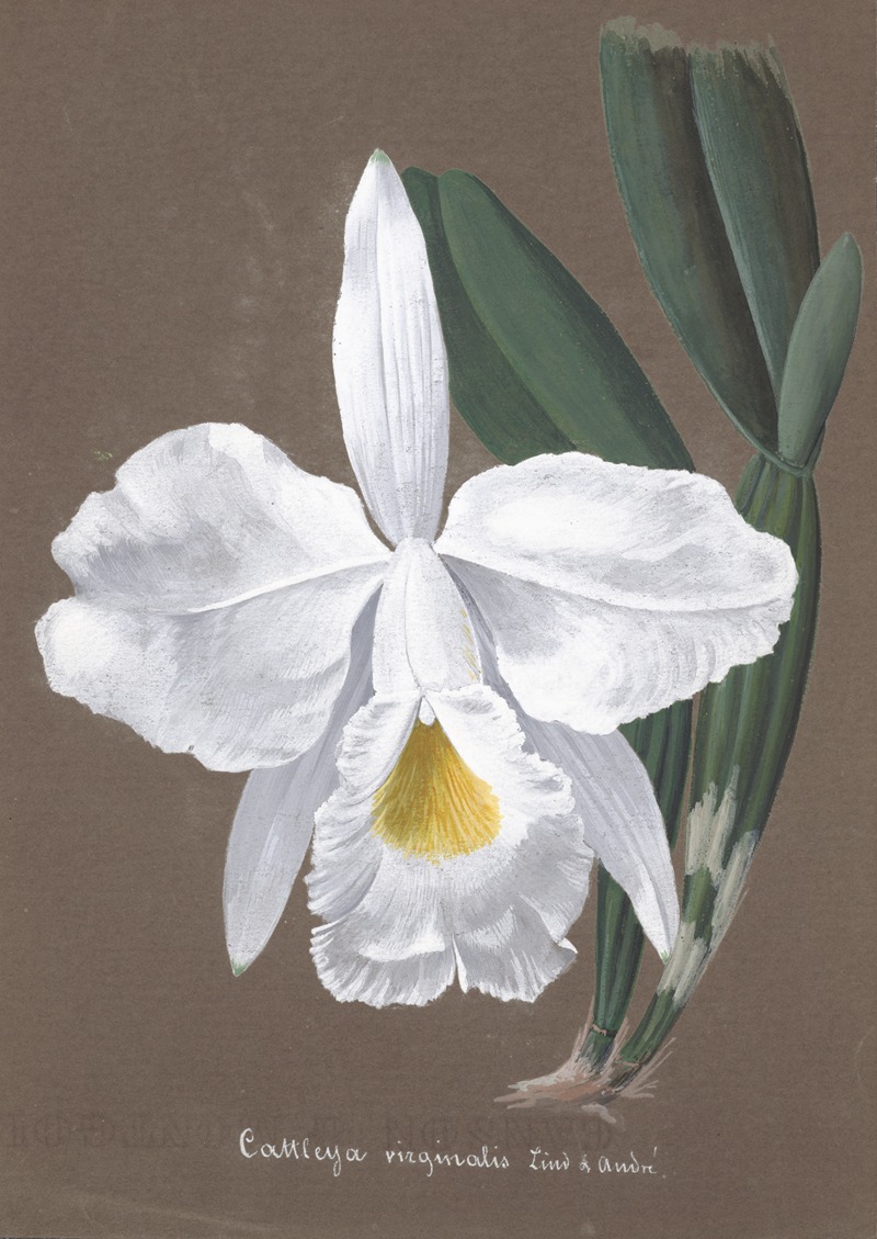 Collection d'orchidées Pl.27 by Аноним — digital art print download